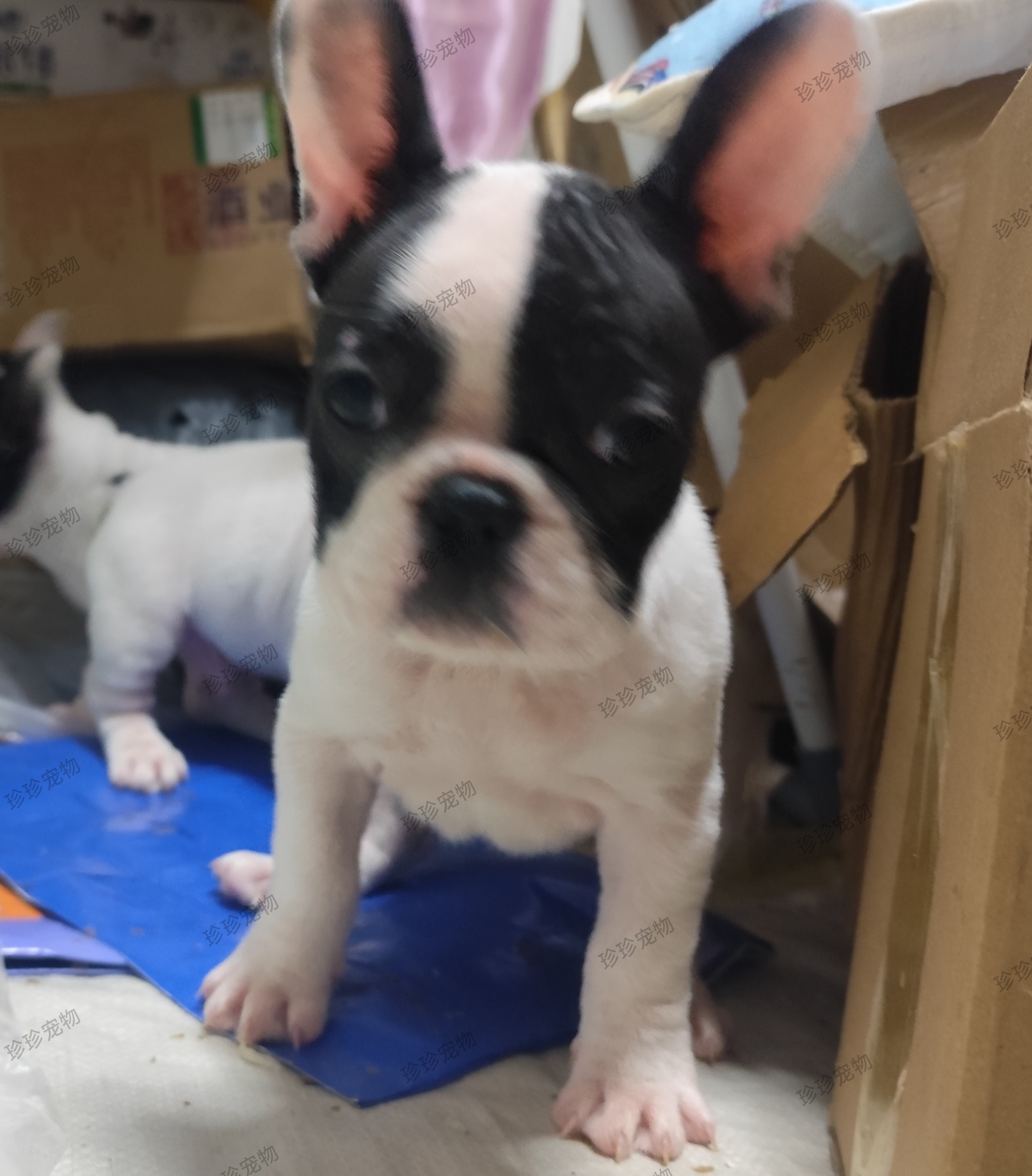 法国斗牛犬幼犬法牛法斗公2月龄健康活泼